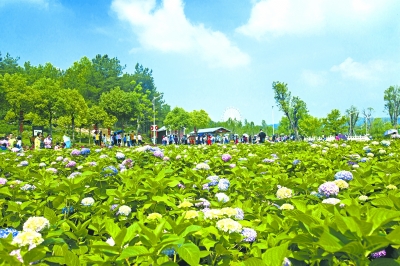 四大鄉村振興示范帶具體怎么建